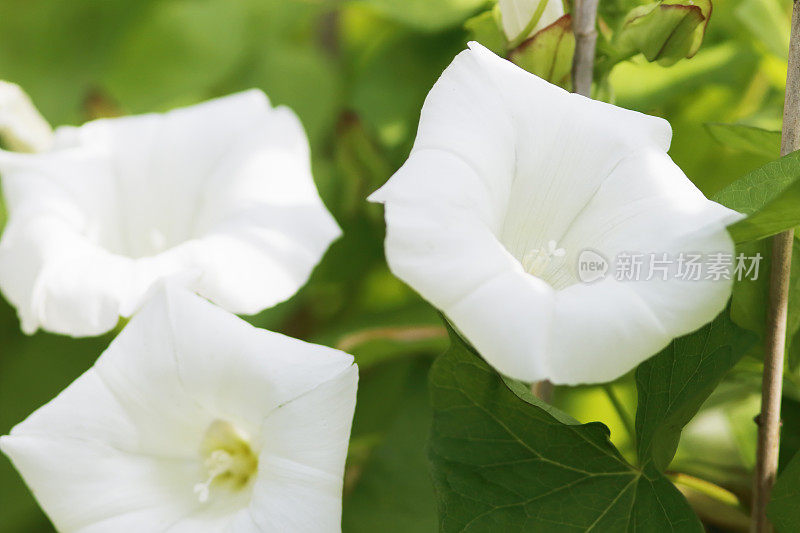 旋花属(Calystegia sepium)